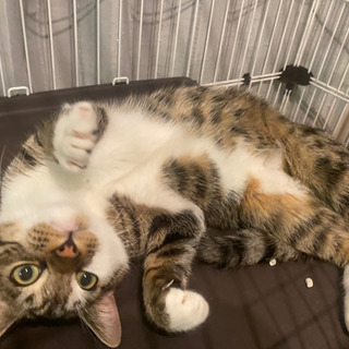元気でやんちゃな9ヶ月オス猫の保護