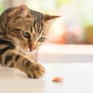 オンラインで”お家猫カフェ会🐈”しましょう✨