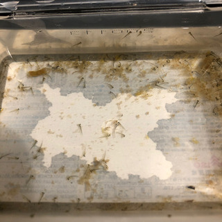 今日産まれたばかり！　金魚　稚魚　50匹以上の画像