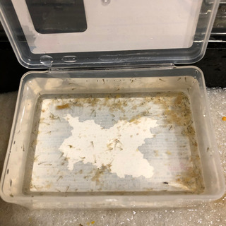 今日産まれたばかり！　金魚　稚魚　50匹以上の画像