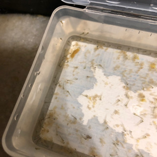 今日産まれたばかり！　金魚　稚魚　50匹以上の画像