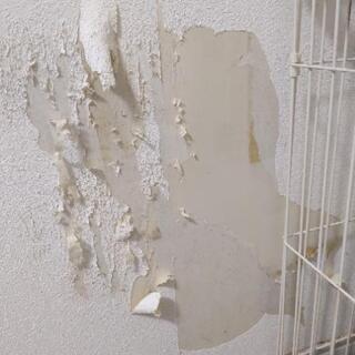 ダンボールを探してます。 - 中頭郡