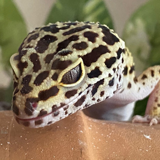 レオパ(ヒョウモントカゲモドキ)生後1年2ヶ月　