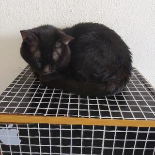 里親募集中です。