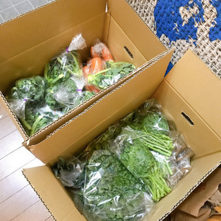 無農薬野菜🥕一緒に注文したい方募集🙋‍♀️