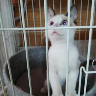 5ヶ月くらいの子猫ちゃんです！