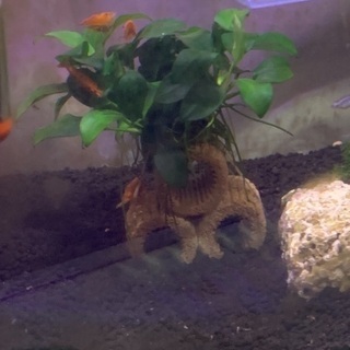 水草（ライフマルチ・ナナプチコテージ）