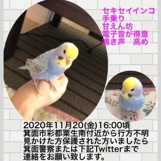 迷子のセキセイインコ探しています