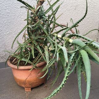 元気なアロエの画像