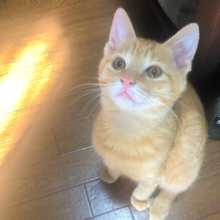 第1候補の里親様宅で2週間のトライアル中☆生後およそ3ヶ月 茶ト...