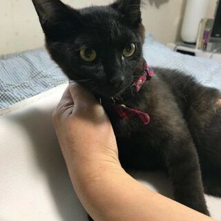 赤色が似合うクロちゃん♂