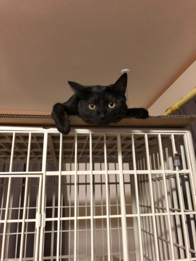 キャットケージ3段　プラスチック製