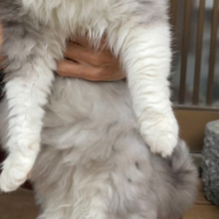 迷子猫　飼い主様知りませんか？ - 里親募集