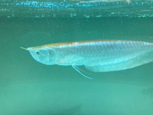 大型魚セット価格です。詳細読んで下さい。