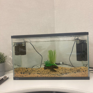 チョウザメと水槽セットです！の画像