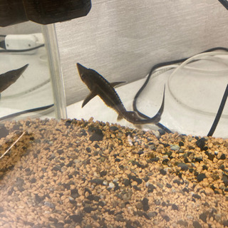 チョウザメと水槽セットです！