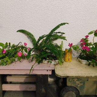 スミレの寄せ植え