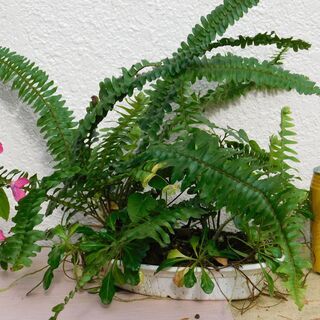 スミレの寄せ植えの画像