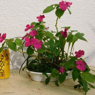 スミレの寄せ植えの画像