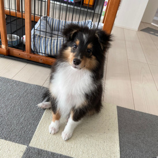 犬友達募集してます！