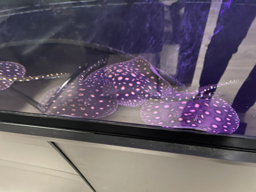 大幅値下げ❗️39,800円→23,800円☆淡水エイ　ブラックダイヤモンドポルカ