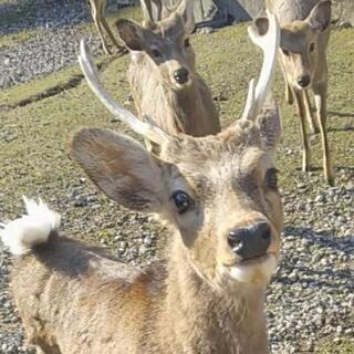 どんぐり ください！の画像