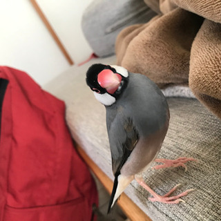 桜文鳥を誤って逃がしてしまいました