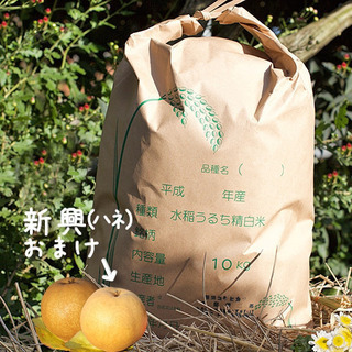 クラシックこしひかり（虫喰い数粒あり）2