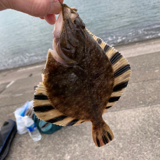 釣り仲間募集
