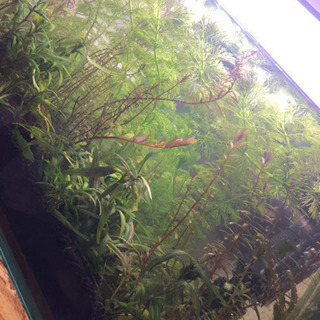 ❗️値下げ❗️水草！大量！の画像