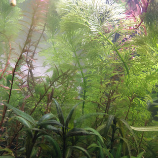 ❗️値下げ❗️水草！大量！の画像