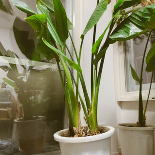 ストレチア　大型観葉植物