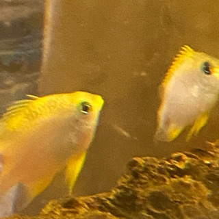 引き取ってくださいの画像