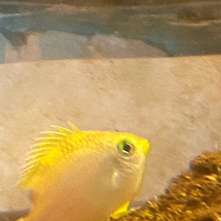 引き取ってくださいの画像