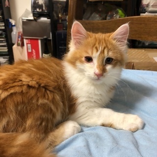 野良の子猫を保護しました。