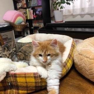 野良の子猫を保護しました。 - 猫
