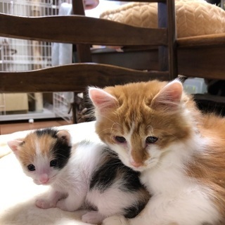 野良の子猫を保護しました。 − 滋賀県