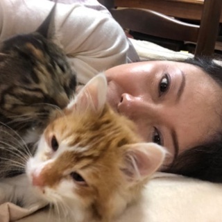 野良の子猫を保護しました。 - 里親募集