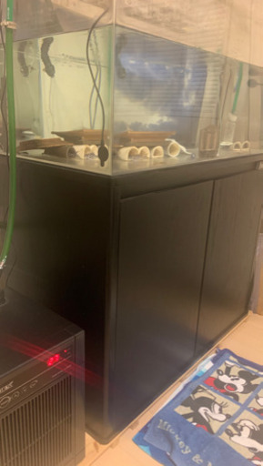 インペリアルゼブラプレコ　ワイルド　wild