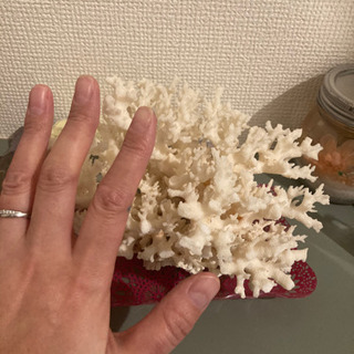 サンゴのインテリアの画像