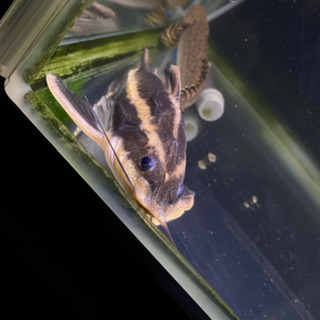 熱帯魚 大型魚 肉食魚 ストライプトーキングキャット