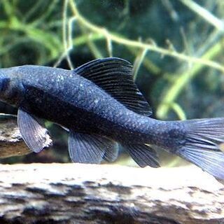 熱帯魚　ブラックシャークあげます