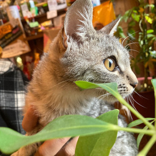 ①お喋りしてくれる甘えん坊「さくら」ちゃん