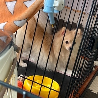 引き取って頂ける方を探しております。【1/27追記】 - 犬