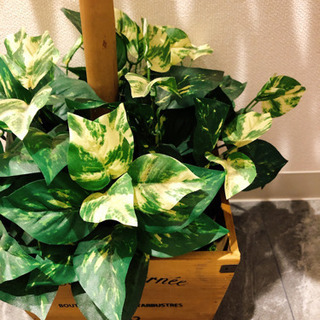 【取引者決定】フェイクグリーンの画像