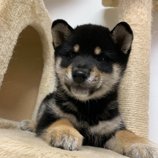 2ヶ月柴犬男の子里親募集中