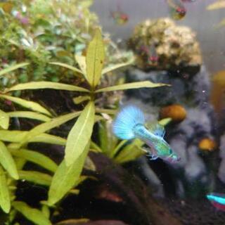 ダイヤモンドグッピーの稚魚の画像