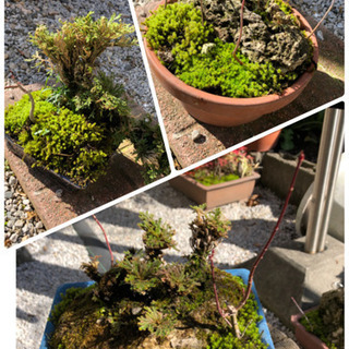 岩松（イワヒバ）鉢植えなど！の画像