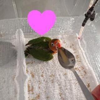 インコ好き🐥お友達募集🐣 静岡県東部 三島 沼津
