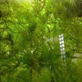 マツモの画像